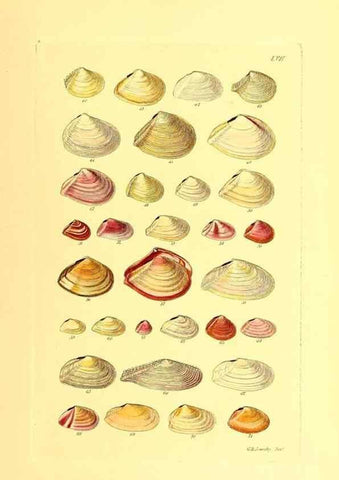 Reproducción/Reproduction 49491344088: Thesaurus conchyliorum, or, Monographs of genera of shells. London :Sowerby ...,1847-1887.. 