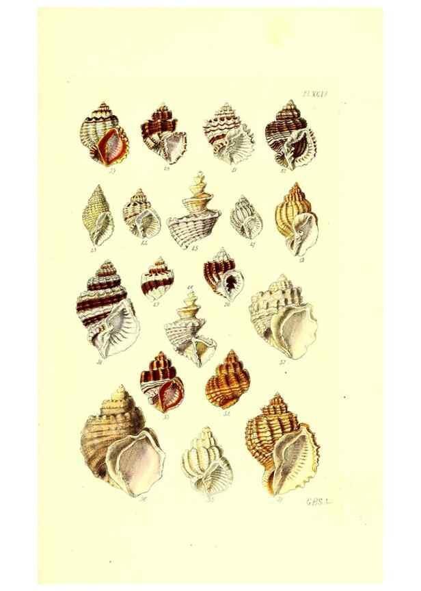 Reproducción/Reproduction 49491912276: Thesaurus conchyliorum, or, Monographs of genera of shells. London :Sowerby ...,1847-1887.. 