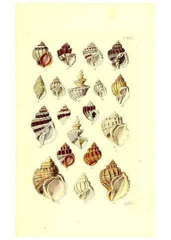 Reproducción/Reproduction 49491912276: Thesaurus conchyliorum, or, Monographs of genera of shells. London :Sowerby ...,1847-1887.. 