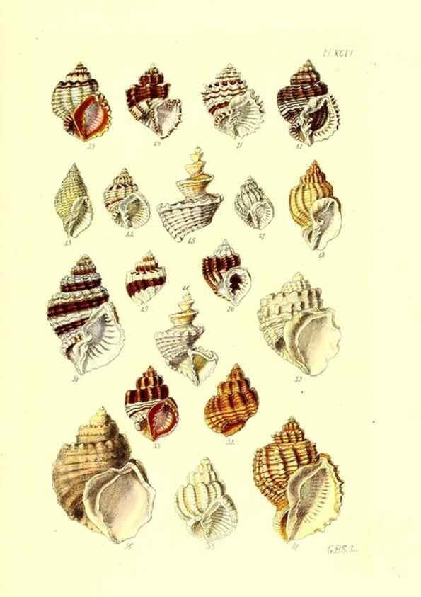 Reproducción/Reproduction 49491912276: Thesaurus conchyliorum, or, Monographs of genera of shells. London :Sowerby ...,1847-1887.. 