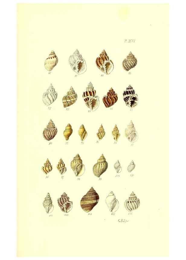 Reproducción/Reproduction 49492122612: Thesaurus conchyliorum, or, Monographs of genera of shells. London :Sowerby ...,1847-1887.. 
