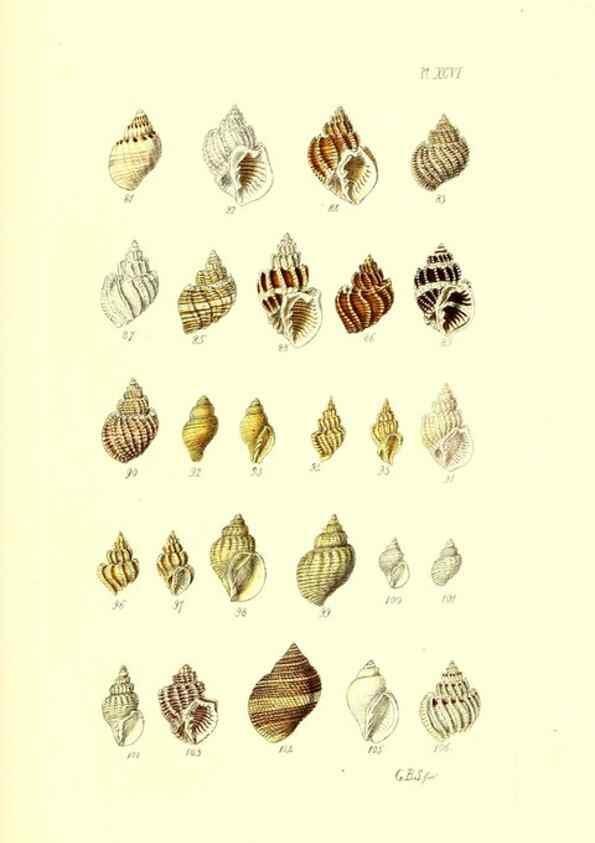 Reproducción/Reproduction 49492122612: Thesaurus conchyliorum, or, Monographs of genera of shells. London :Sowerby ...,1847-1887.. 