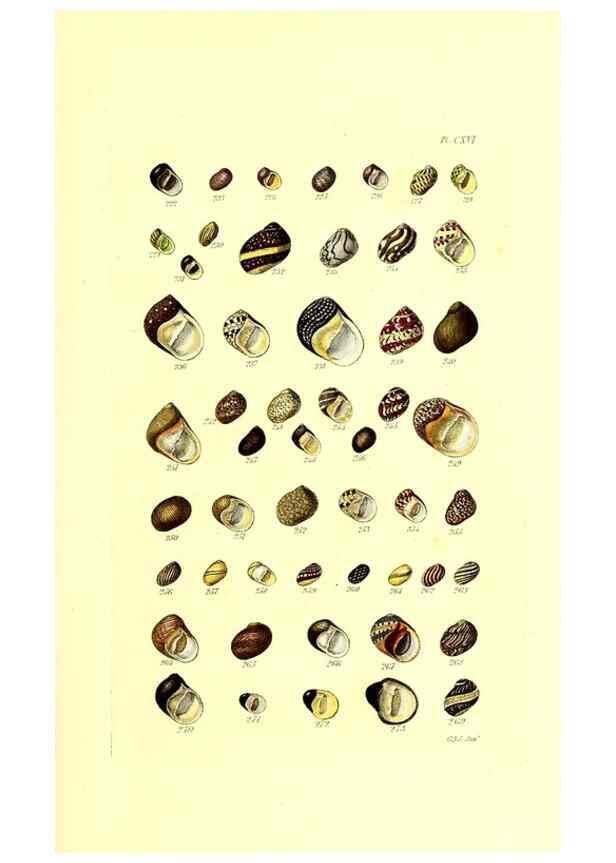 Reproducción/Reproduction 49491416623: Thesaurus conchyliorum, or, Monographs of genera of shells. London :Sowerby ...,1847-1887.. 