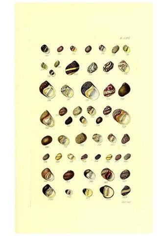 Reproducción/Reproduction 49491416623: Thesaurus conchyliorum, or, Monographs of genera of shells. London :Sowerby ...,1847-1887.. 