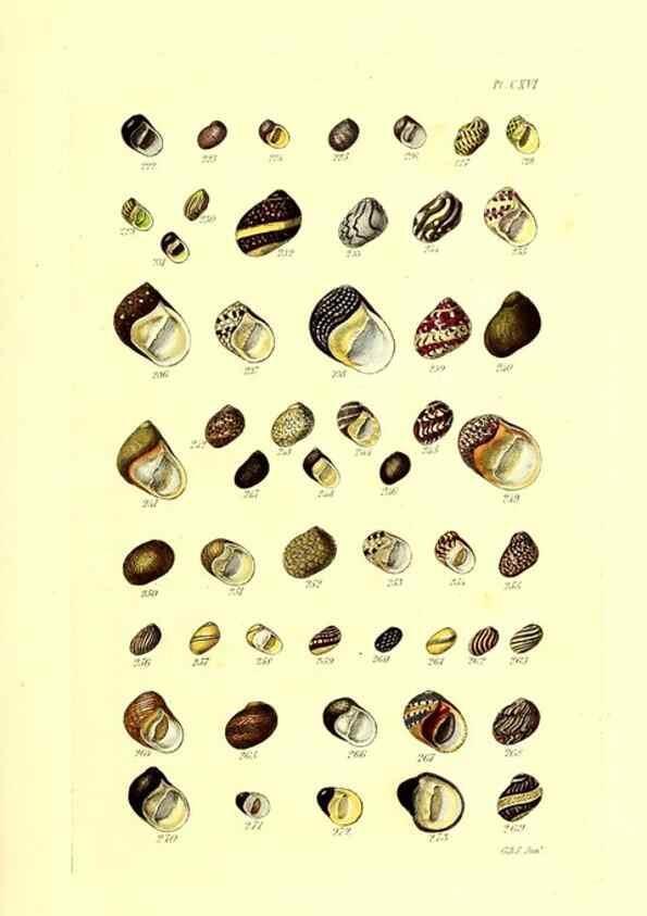 Reproducción/Reproduction 49491416623: Thesaurus conchyliorum, or, Monographs of genera of shells. London :Sowerby ...,1847-1887.. 