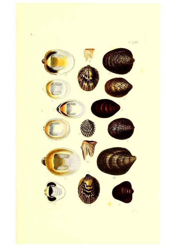 Reproducción/Reproduction 49491416893: Thesaurus conchyliorum, or, Monographs of genera of shells. London :Sowerby ...,1847-1887.. 