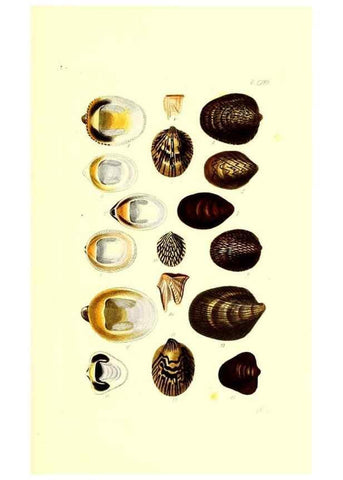 Reproducción/Reproduction 49491416893: Thesaurus conchyliorum, or, Monographs of genera of shells. London :Sowerby ...,1847-1887.. 