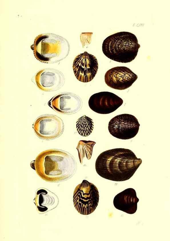 Reproducción/Reproduction 49491416893: Thesaurus conchyliorum, or, Monographs of genera of shells. London :Sowerby ...,1847-1887.. 