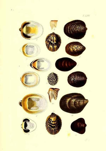 Reproducción/Reproduction 49491416893: Thesaurus conchyliorum, or, Monographs of genera of shells. London :Sowerby ...,1847-1887.. 