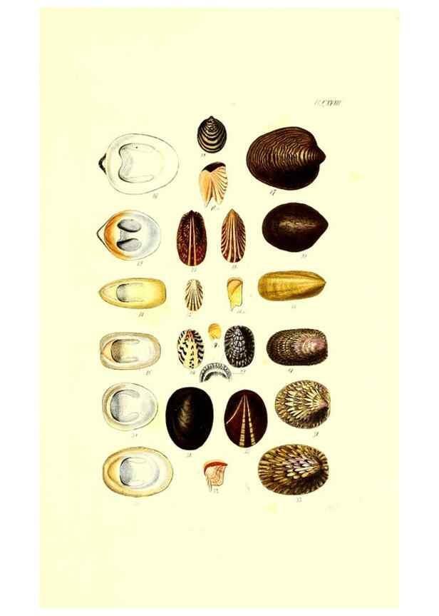 Reproducción/Reproduction 49491417063: Thesaurus conchyliorum, or, Monographs of genera of shells. London :Sowerby ...,1847-1887.. 
