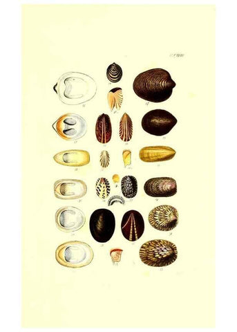 Reproducción/Reproduction 49491417063: Thesaurus conchyliorum, or, Monographs of genera of shells. London :Sowerby ...,1847-1887.. 