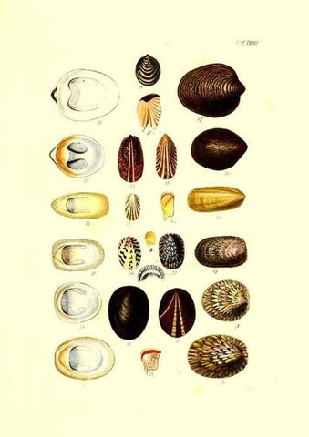 Reproducción/Reproduction 49491417063: Thesaurus conchyliorum, or, Monographs of genera of shells. London :Sowerby ...,1847-1887.. 