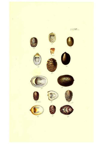 Reproducción/Reproduction 49491918426: Thesaurus conchyliorum, or, Monographs of genera of shells. London :Sowerby ...,1847-1887.. 