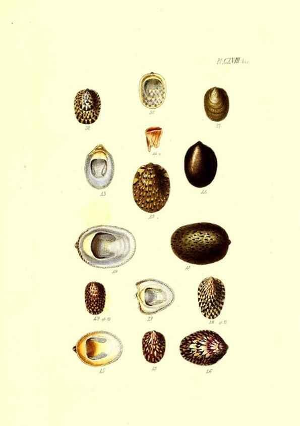 Reproducción/Reproduction 49491918426: Thesaurus conchyliorum, or, Monographs of genera of shells. London :Sowerby ...,1847-1887.. 