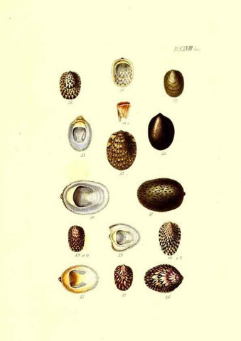 Reproducción/Reproduction 49491918426: Thesaurus conchyliorum, or, Monographs of genera of shells. London :Sowerby ...,1847-1887.. 