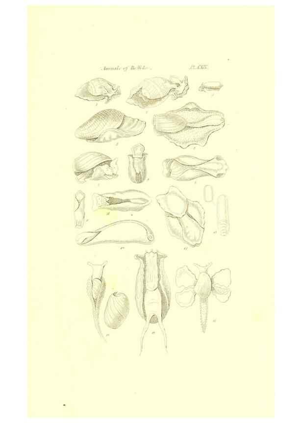 Reproducción/Reproduction 49492128552: Thesaurus conchyliorum, or, Monographs of genera of shells. London :Sowerby ...,1847-1887.. 