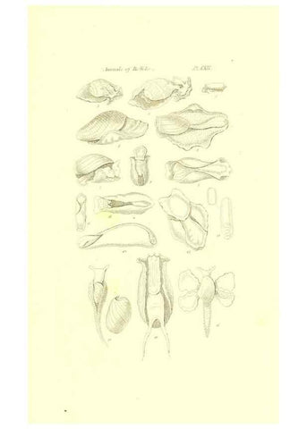 Reproducción/Reproduction 49492128552: Thesaurus conchyliorum, or, Monographs of genera of shells. London :Sowerby ...,1847-1887.. 