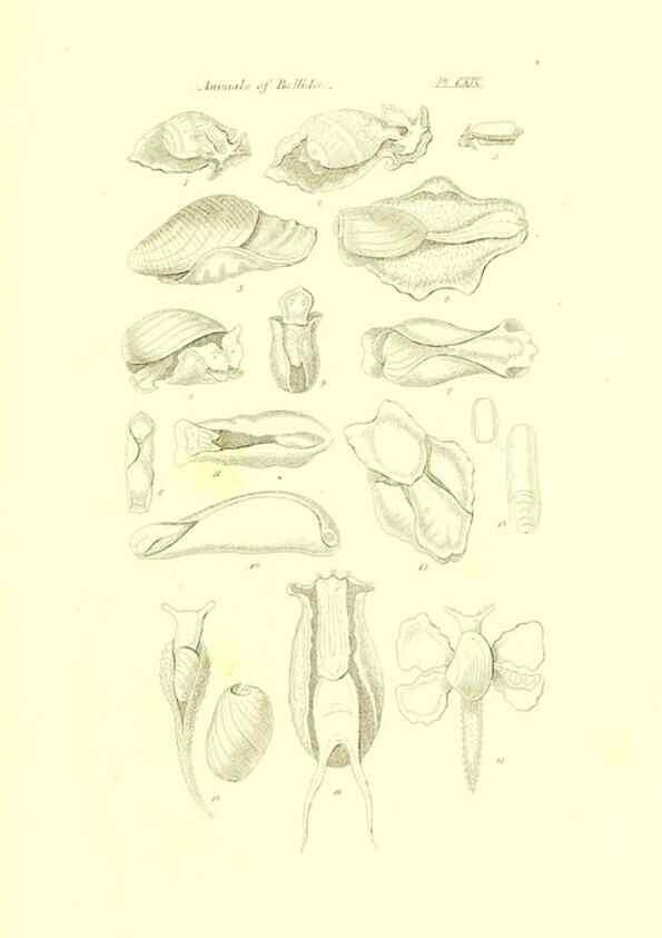 Reproducción/Reproduction 49492128552: Thesaurus conchyliorum, or, Monographs of genera of shells. London :Sowerby ...,1847-1887.. 