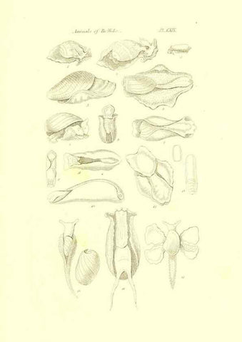 Reproducción/Reproduction 49492128552: Thesaurus conchyliorum, or, Monographs of genera of shells. London :Sowerby ...,1847-1887.. 