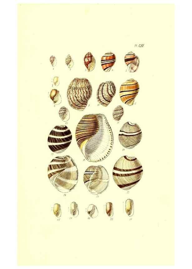 Reproducción/Reproduction 49492128742: Thesaurus conchyliorum, or, Monographs of genera of shells. London :Sowerby ...,1847-1887.. 