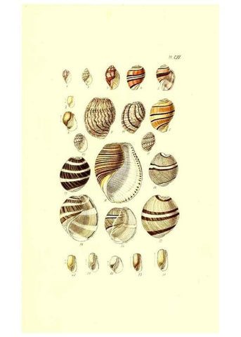 Reproducción/Reproduction 49492128742: Thesaurus conchyliorum, or, Monographs of genera of shells. London :Sowerby ...,1847-1887.. 
