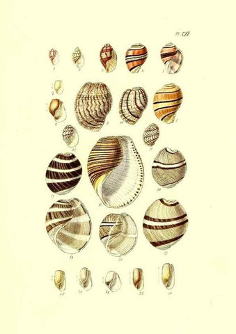 Reproducción/Reproduction 49492128742: Thesaurus conchyliorum, or, Monographs of genera of shells. London :Sowerby ...,1847-1887.. 