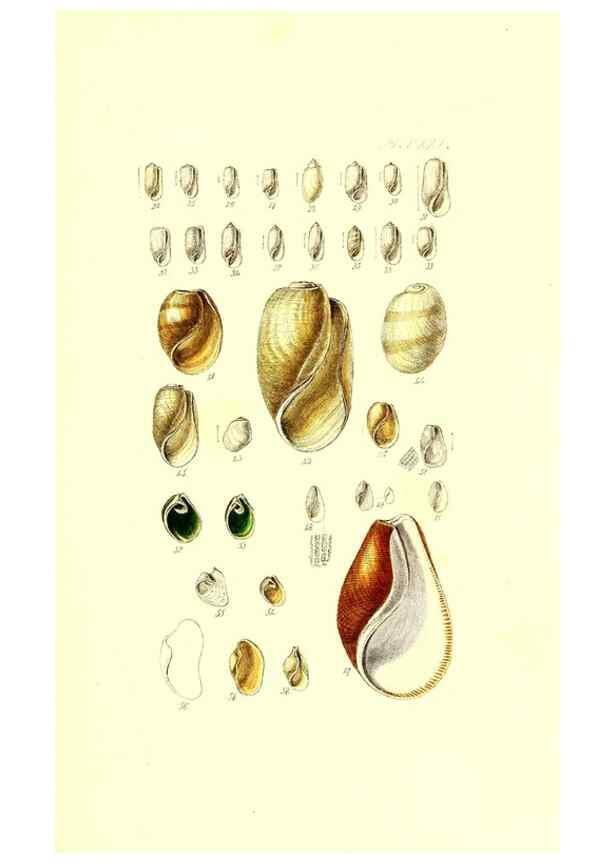 Reproducción/Reproduction 49491919121: Thesaurus conchyliorum, or, Monographs of genera of shells. London :Sowerby ...,1847-1887.. 