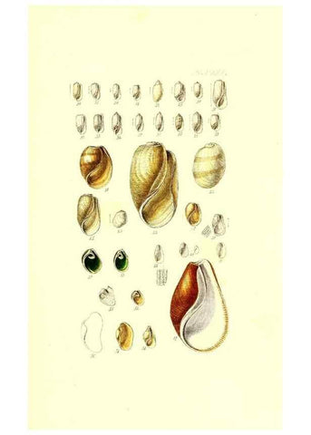 Reproducción/Reproduction 49491919121: Thesaurus conchyliorum, or, Monographs of genera of shells. London :Sowerby ...,1847-1887.. 