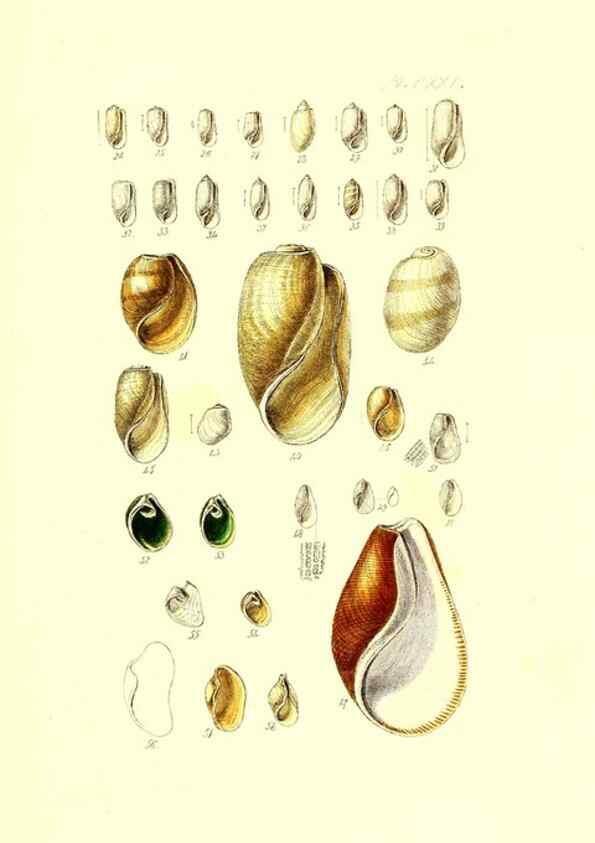 Reproducción/Reproduction 49491919121: Thesaurus conchyliorum, or, Monographs of genera of shells. London :Sowerby ...,1847-1887.. 