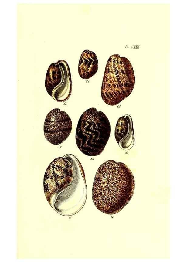 Reproducción/Reproduction 49491418273: Thesaurus conchyliorum, or, Monographs of genera of shells. London :Sowerby ...,1847-1887.. 