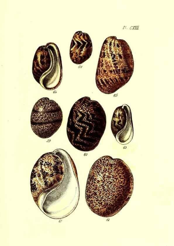 Reproducción/Reproduction 49491418273: Thesaurus conchyliorum, or, Monographs of genera of shells. London :Sowerby ...,1847-1887.. 