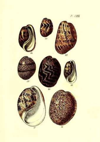 Reproducción/Reproduction 49491418273: Thesaurus conchyliorum, or, Monographs of genera of shells. London :Sowerby ...,1847-1887.. 