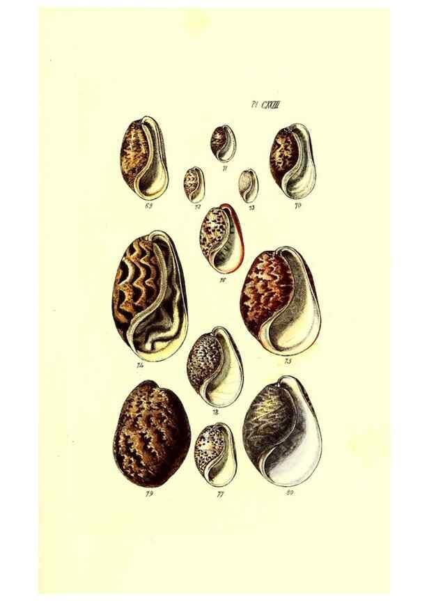 Reproducción/Reproduction 49491919476: Thesaurus conchyliorum, or, Monographs of genera of shells. London :Sowerby ...,1847-1887.. 