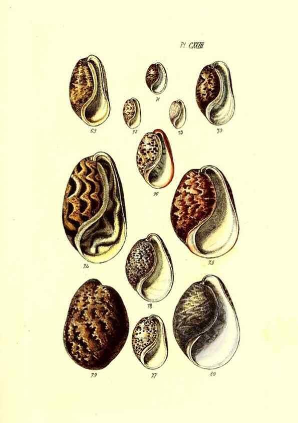 Reproducción/Reproduction 49491919476: Thesaurus conchyliorum, or, Monographs of genera of shells. London :Sowerby ...,1847-1887.. 