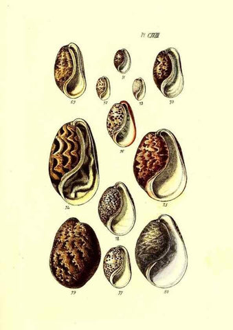 Reproducción/Reproduction 49491919476: Thesaurus conchyliorum, or, Monographs of genera of shells. London :Sowerby ...,1847-1887.. 
