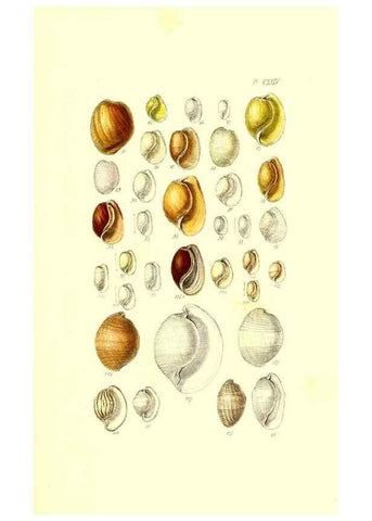 Reproducción/Reproduction 49491919661: Thesaurus conchyliorum, or, Monographs of genera of shells. London :Sowerby ...,1847-1887.. 