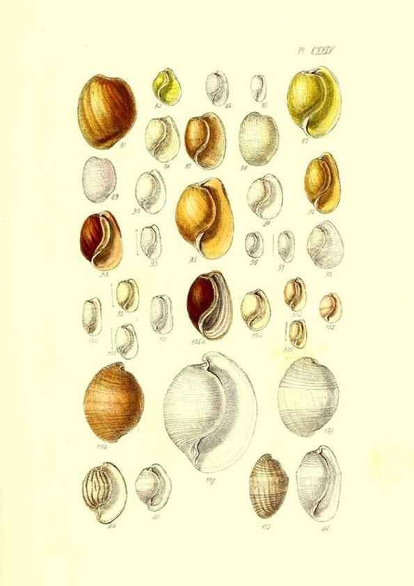 Reproducción/Reproduction 49491919661: Thesaurus conchyliorum, or, Monographs of genera of shells. London :Sowerby ...,1847-1887.. 