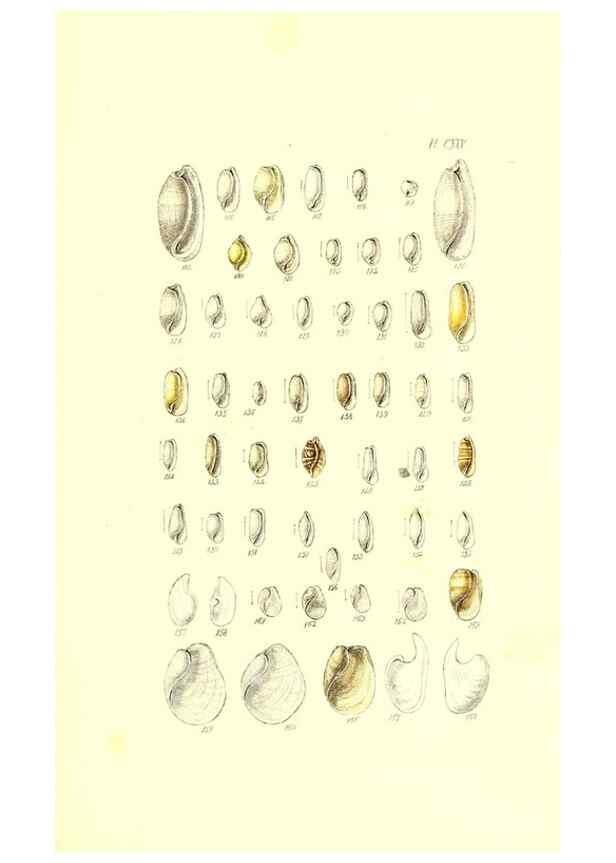 Reproducción/Reproduction 49491919761: Thesaurus conchyliorum, or, Monographs of genera of shells. London :Sowerby ...,1847-1887.. 