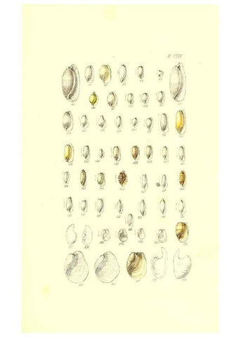 Reproducción/Reproduction 49491919761: Thesaurus conchyliorum, or, Monographs of genera of shells. London :Sowerby ...,1847-1887.. 