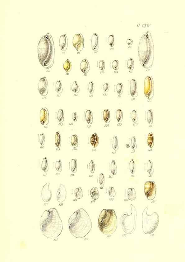 Reproducción/Reproduction 49491919761: Thesaurus conchyliorum, or, Monographs of genera of shells. London :Sowerby ...,1847-1887.. 