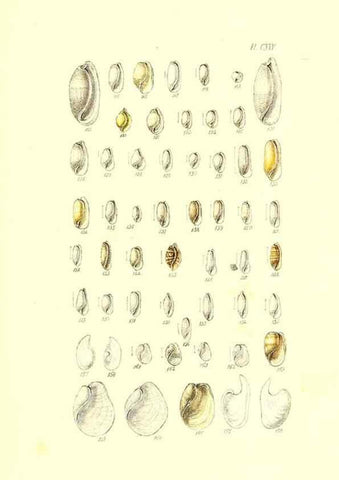 Reproducción/Reproduction 49491919761: Thesaurus conchyliorum, or, Monographs of genera of shells. London :Sowerby ...,1847-1887.. 