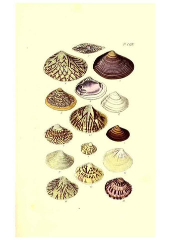 Reproducción/Reproduction 49492130072: Thesaurus conchyliorum, or, Monographs of genera of shells. London :Sowerby ...,1847-1887.. 