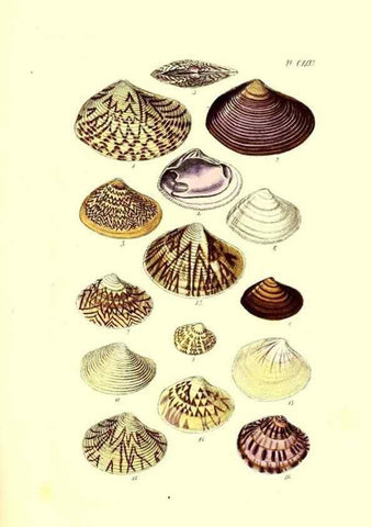 Reproducción/Reproduction 49492130072: Thesaurus conchyliorum, or, Monographs of genera of shells. London :Sowerby ...,1847-1887.. 