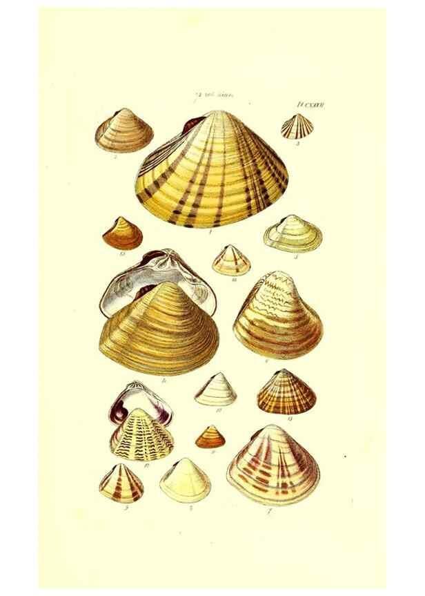 Reproducción/Reproduction 49492130322: Thesaurus conchyliorum, or, Monographs of genera of shells. London :Sowerby ...,1847-1887.. 
