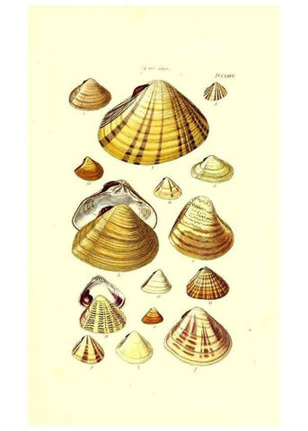 Reproducción/Reproduction 49492130322: Thesaurus conchyliorum, or, Monographs of genera of shells. London :Sowerby ...,1847-1887.. 