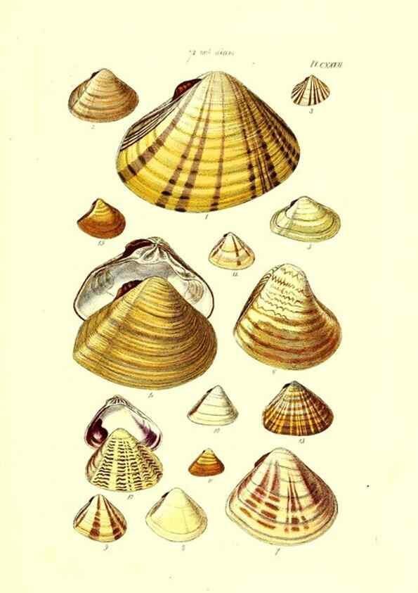 Reproducción/Reproduction 49492130322: Thesaurus conchyliorum, or, Monographs of genera of shells. London :Sowerby ...,1847-1887.. 