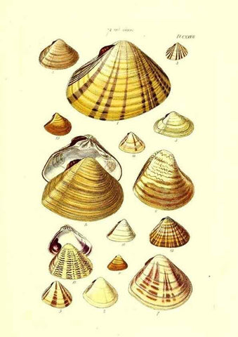 Reproducción/Reproduction 49492130322: Thesaurus conchyliorum, or, Monographs of genera of shells. London :Sowerby ...,1847-1887.. 