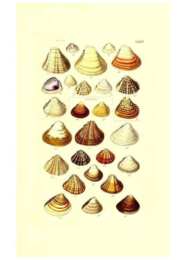 Reproducción/Reproduction 49492130532: Thesaurus conchyliorum, or, Monographs of genera of shells. London :Sowerby ...,1847-1887.. 