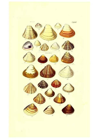 Reproducción/Reproduction 49492130532: Thesaurus conchyliorum, or, Monographs of genera of shells. London :Sowerby ...,1847-1887.. 
