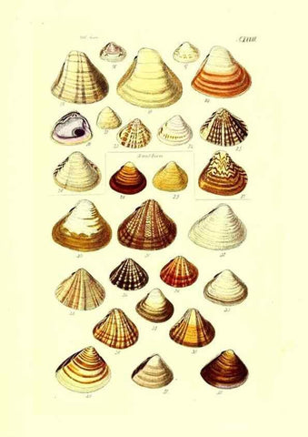 Reproducción/Reproduction 49492130532: Thesaurus conchyliorum, or, Monographs of genera of shells. London :Sowerby ...,1847-1887.. 